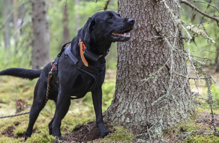 Kiinnostaako koiran kanssa retkeily? Eräopas neuvoo vinkit yhteiseen harrastukseen