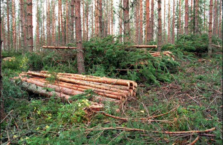 Moni metsänomistaja täysin hukassa metsänsä kanssa