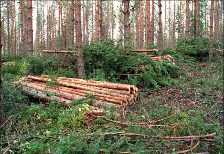 Moni metsänomistaja täysin hukassa metsänsä kanssa