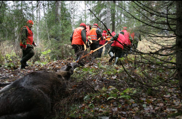 Hirvijahti käynnistyy Itä-Suomessa valvovien silmien alla