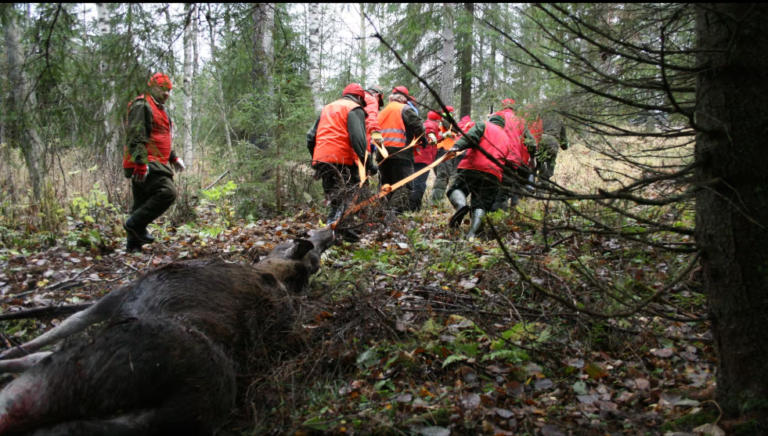 Hirvijahti käynnistyy Itä-Suomessa valvovien silmien alla