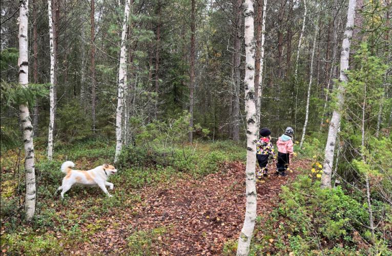 Maksan jo nyt mukisematta metsäretkistäni, mutta kansallispuistojen vapaaehtoisia maksuja on vaikea varauksetta kannattaa