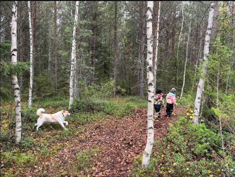 Maksan jo nyt mukisematta metsäretkistäni, mutta kansallispuistojen vapaaehtoisia maksuja on vaikea varauksetta kannattaa