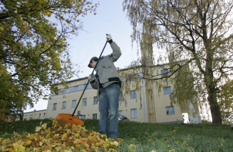 Näin käytät lehtiä ja oksia hyödyksi kotipihalla ‒ kierrätyksellä säästää selvää rahaa